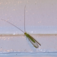 Unidentified Green Lacewing (Chrysopidae) at Penrose, NSW - 6 Sep 2024 by Aussiegall