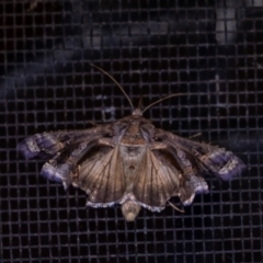 Chrysodeixis argentifera at Penrose, NSW - 6 Sep 2024 by Aussiegall