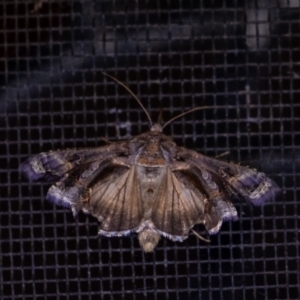 Chrysodeixis argentifera at Penrose, NSW - suppressed