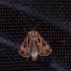 Agrotis munda at Penrose, NSW - 6 Sep 2024