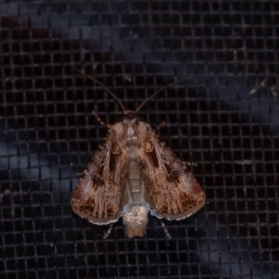 Agrotis munda (Brown Cutworm) at Penrose, NSW - 6 Sep 2024 by Aussiegall