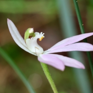 Caladenia catenata at Moruya, NSW - 7 Sep 2024