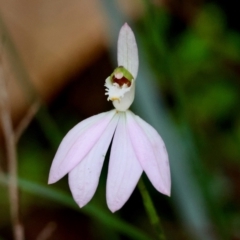 Caladenia catenata at Moruya, NSW - 7 Sep 2024