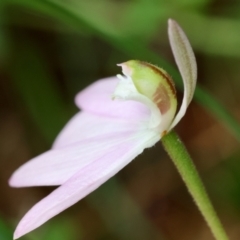 Caladenia catenata at Moruya, NSW - suppressed