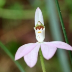 Caladenia catenata at Moruya, NSW - 7 Sep 2024