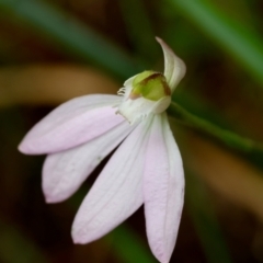 Caladenia catenata at Moruya, NSW - 7 Sep 2024