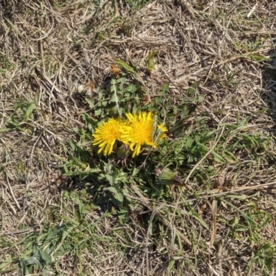 Taraxacum sect. Taraxacum (Dandelion) at Chisholm, ACT - 3 Sep 2024 by PatMASH