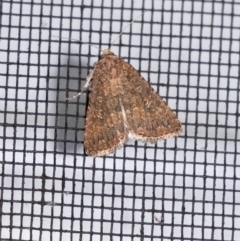 Hypoperigea tonsa (A Noctuid moth (Acronictinae) at Penrose, NSW - 6 Sep 2024 by Aussiegall