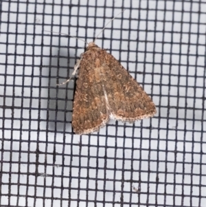 Hypoperigea tonsa at Penrose, NSW - suppressed