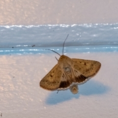 Helicoverpa punctigera at Penrose, NSW - 6 Sep 2024 by Aussiegall