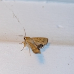 Helicoverpa punctigera at Penrose, NSW - 6 Sep 2024