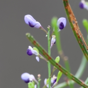 Comesperma volubile at Moruya, NSW - 7 Sep 2024