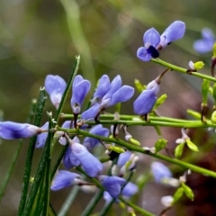 Comesperma volubile at Moruya, NSW - suppressed