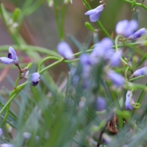 Comesperma volubile at Moruya, NSW - suppressed