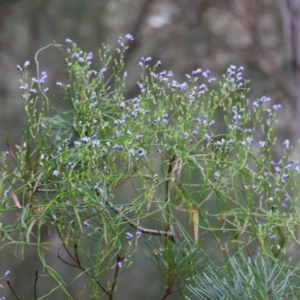 Comesperma volubile at Moruya, NSW - suppressed