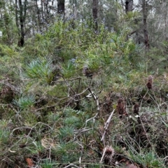 Comesperma volubile at Moruya, NSW - suppressed