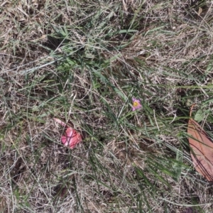 Romulea rosea var. australis at Chisholm, ACT - 3 Sep 2024