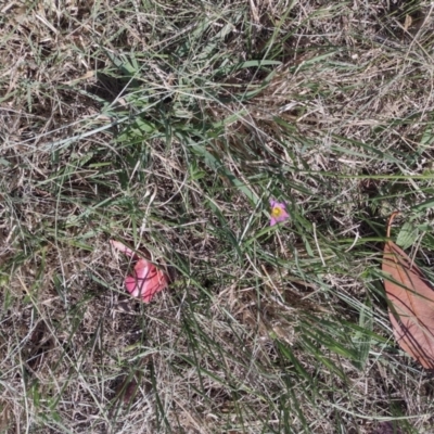 Romulea rosea var. australis (Onion Grass) at Chisholm, ACT - 3 Sep 2024 by PatMASH