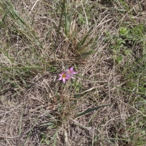 Romulea rosea var. australis at Chisholm, ACT - 3 Sep 2024