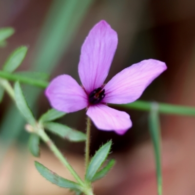 Tetratheca thymifolia at Moruya, NSW - 7 Sep 2024 by LisaH