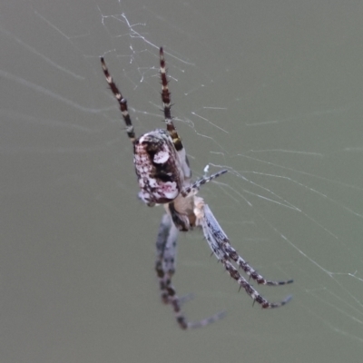 Plebs eburnus (Eastern bush orb-weaver) at Moruya, NSW - 7 Sep 2024 by LisaH