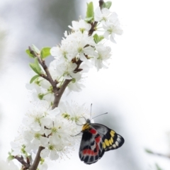 Delias harpalyce (Imperial Jezebel) at Penrose, NSW - 7 Sep 2024 by Aussiegall