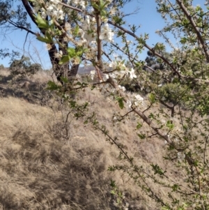 Prunus sp. at Chisholm, ACT - 3 Sep 2024