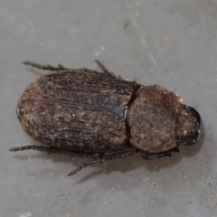 Unidentified Beetle (Coleoptera) at Moruya, NSW - 7 Sep 2024 by LisaH