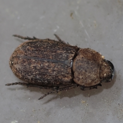 Unidentified Beetle (Coleoptera) at Moruya, NSW - 7 Sep 2024 by LisaH