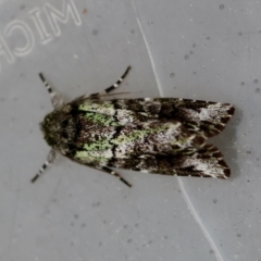 Prometopus inassueta (Green-tinged Moth) at Moruya, NSW - 7 Sep 2024 by LisaH