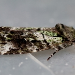 Prometopus inassueta at Moruya, NSW - suppressed