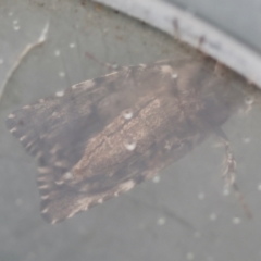 Prometopus inassueta at Moruya, NSW - suppressed