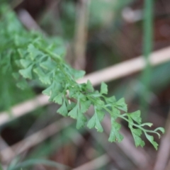 Lindsaea microphylla (Lacy Wedge-fern) at Moruya, NSW - 7 Sep 2024 by LisaH