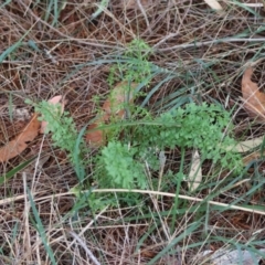 Lindsaea microphylla at Moruya, NSW - suppressed