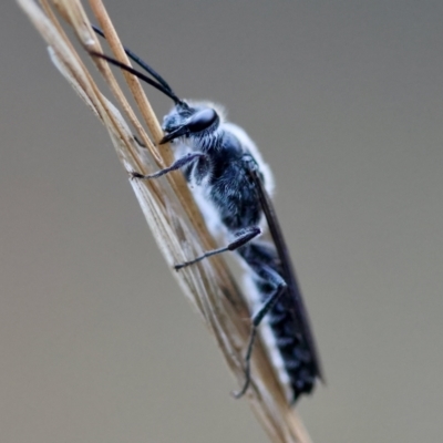 Tiphiidae (family) by LisaH