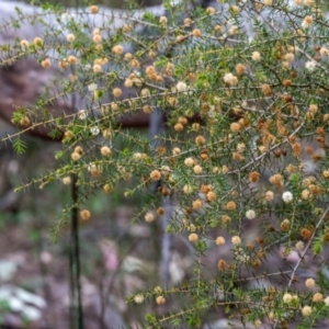 Acacia ulicifolia at Tallong, NSW - 7 Sep 2024 12:13 PM