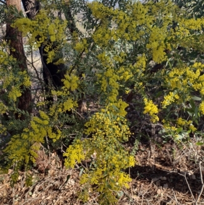 Acacia sp. (A Wattle) at Chisholm, ACT - 3 Sep 2024 by PatMASH