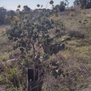 Eucalyptus blakelyi at Chisholm, ACT - 3 Sep 2024