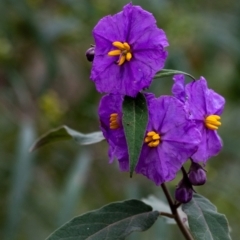 Solanum celatum by Aussiegall