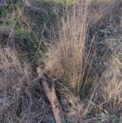 Juncus (genus) (A Rush) at Chisholm, ACT - 3 Sep 2024 by PatMASH