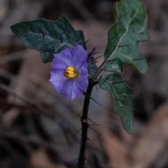 Solanum cinereum at Tallong, NSW - 7 Sep 2024 by Aussiegall