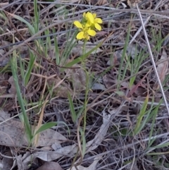 Brassica napus at Chisholm, ACT - 3 Sep 2024 by PatMASH