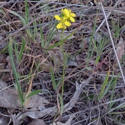 Brassica napus at Chisholm, ACT - 3 Sep 2024 by PatMASH