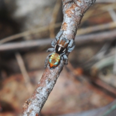 Maratus calcitrans at Yarralumla, ACT - 7 Sep 2024 by Harrisi