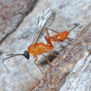 Stiromesostenus sp. (genus) at Cook, ACT - 7 Sep 2024