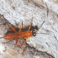 Stiromesostenus sp. (genus) at Cook, ACT - 7 Sep 2024