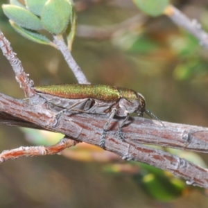 Melobasis propinqua at Yarralumla, ACT - 7 Sep 2024