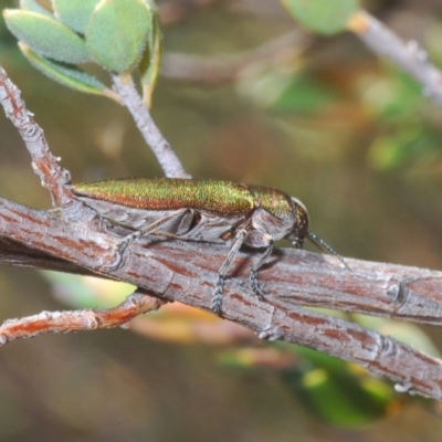 Melobasis propinqua (Propinqua jewel beetle) at Yarralumla, ACT - 7 Sep 2024 by Harrisi