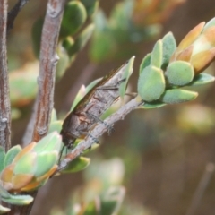 Melobasis propinqua at Yarralumla, ACT - 7 Sep 2024