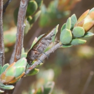 Melobasis propinqua at Yarralumla, ACT - 7 Sep 2024